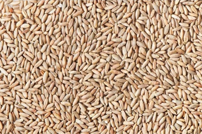 Продам Органічне ЖИТО. Товарне та Посівне сорт Хлібне- фото № 1