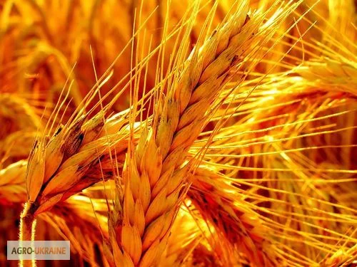 Закупівля ржі (жито) у сільгоспвиробників- фото № 1