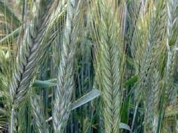 Насіння озимого жита Кобза- фото № 1