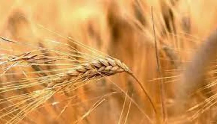 Семена ржи (жито) озимой гибрид Юпитер F1- фото № 1