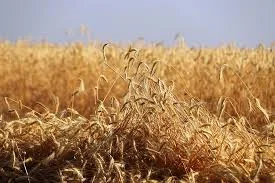 Рожь (жито) озимой гибрид Пикассо KWS- фото № 1