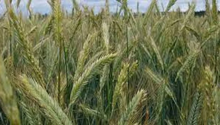 Семена ржи (жито) озимой Хлебное- фото № 1