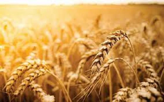 Семена ржи (жито) озимой Жатва- фото № 1