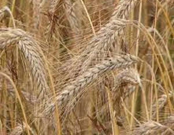 Семена ржи (жито) озимой Синтетик 38- фото № 1