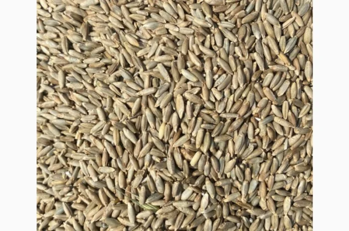 Продам жито рожь на сидерат- фото № 1