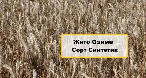 Продам насіння озимого жита сорту Синтетик 1-Р- фото № 1