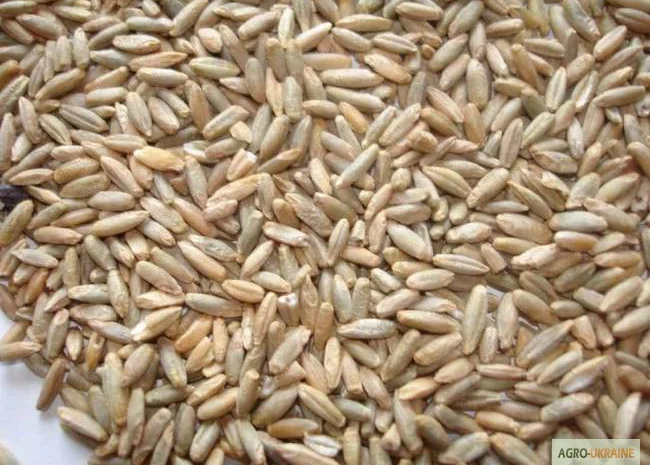 Жито Рожь 2 класу- фото № 1