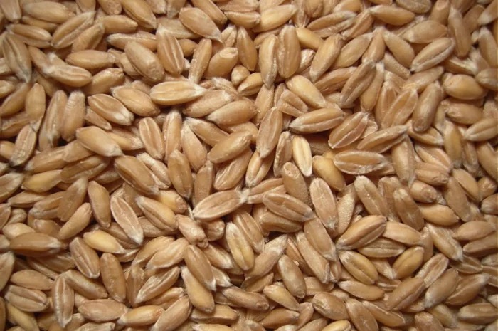 Купуємо жито- фото № 1
