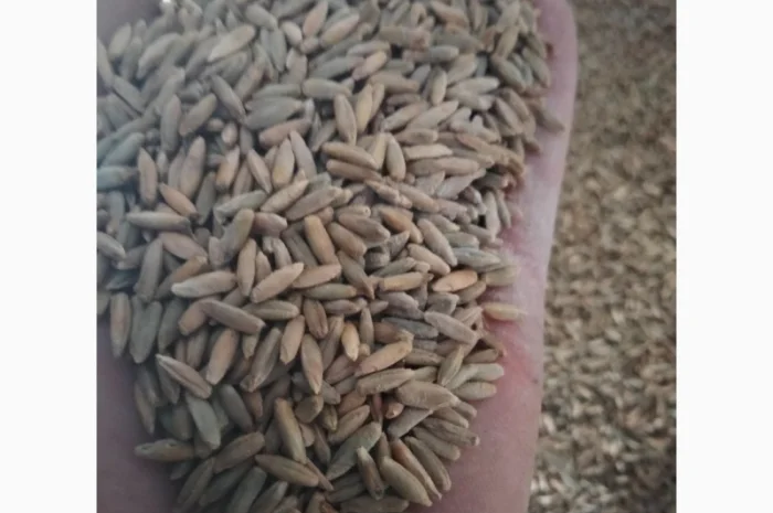 Продам жито- фото № 1