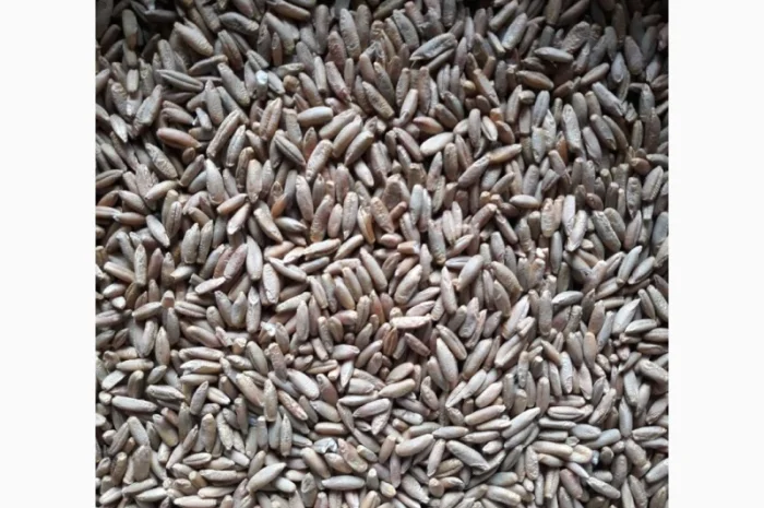 Жито насіння- фото № 1