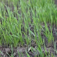 Жито насіння- фото № 2