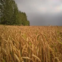 Жито насіння- фото № 3