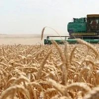 Жито насіння- фото № 4