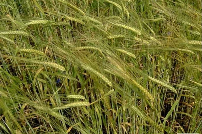 Семена ржи озимой - сорт Синтетик 38 1-я репродукция- фото № 1