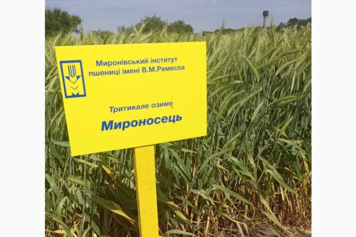 Мироносець тритикале озиме- фото № 1