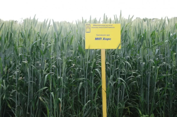 МІП Хорс тритикале яре- фото № 2