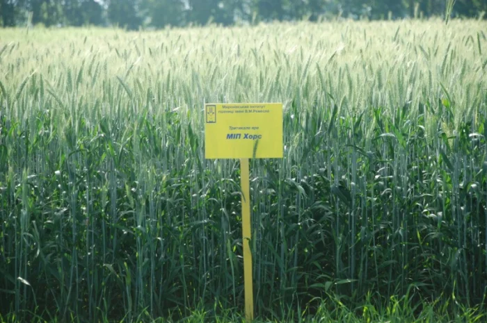 МІП Хорс тритикале яре- фото № 3