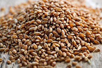 Семена тритикале ДАРХЛИБА ХАРЬКОВСКИЙ элита 1 репрод- фото № 1