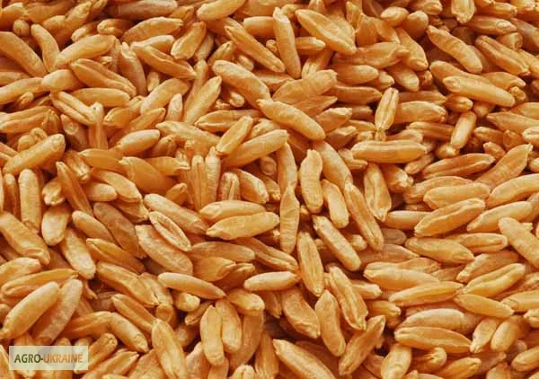 Куплю третикале самовывоз- фото № 1