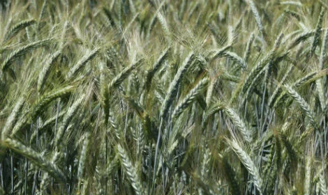 Продам тритікале- фото № 1