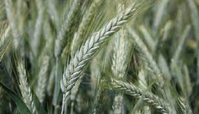 Семена озимого тритикале Гарне- фото № 1