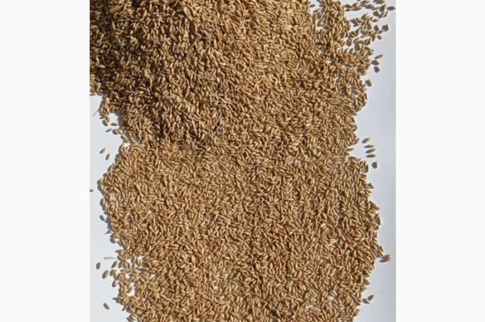 Продам тритикале- фото № 1