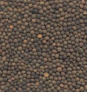 Семена вики яровой ГИБРИДНАЯ 97 элита 1 репрод- фото № 1