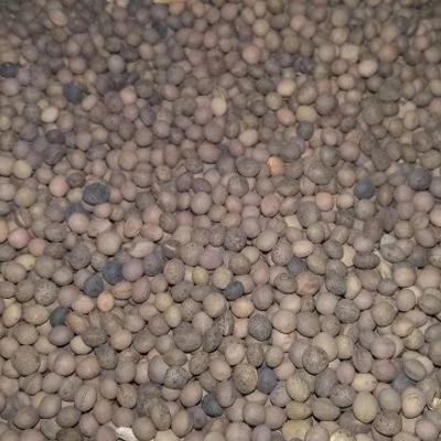 Семена вики яровой ЗНАХИДКА элита 1 репрод- фото № 1