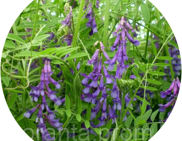 Вика яра (на сидерат)- фото № 1