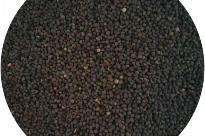 Вика яра (на сидерат)- фото № 2