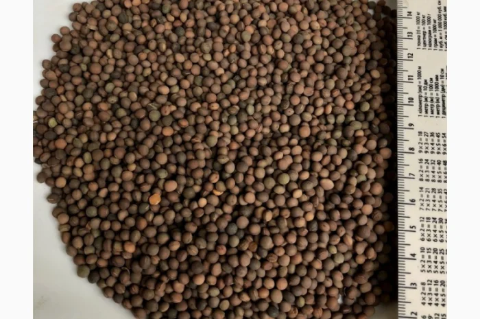 Вика яра і озима- фото № 1