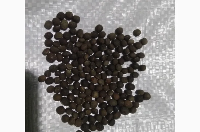 Вика яра насіння- фото № 1