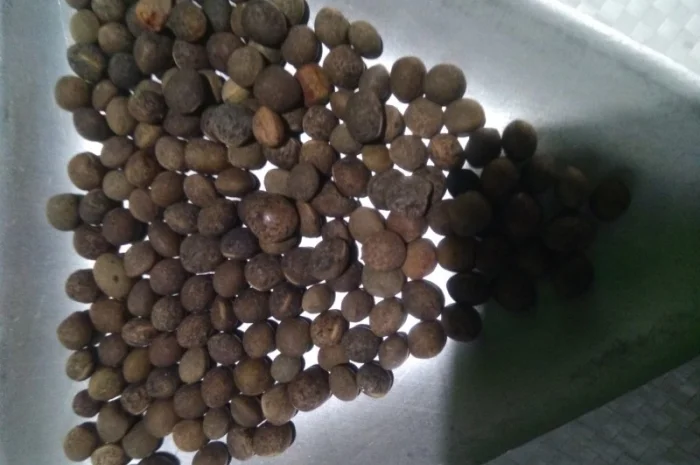 Вика яра насіння- фото № 2