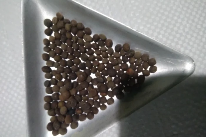 Вика яра насіння- фото № 3