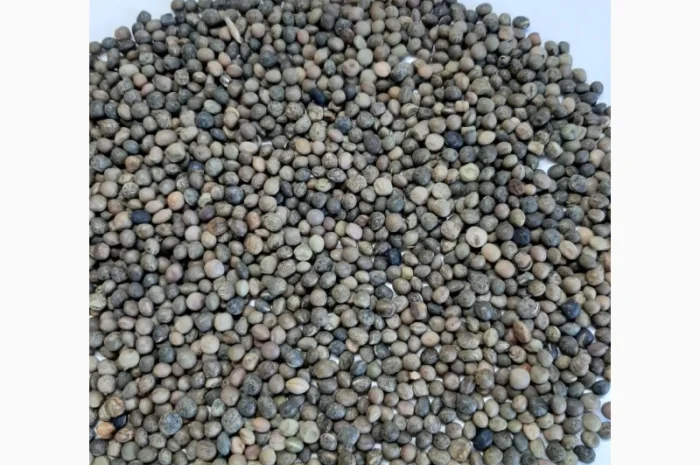 Куплю вика яровая- фото № 1