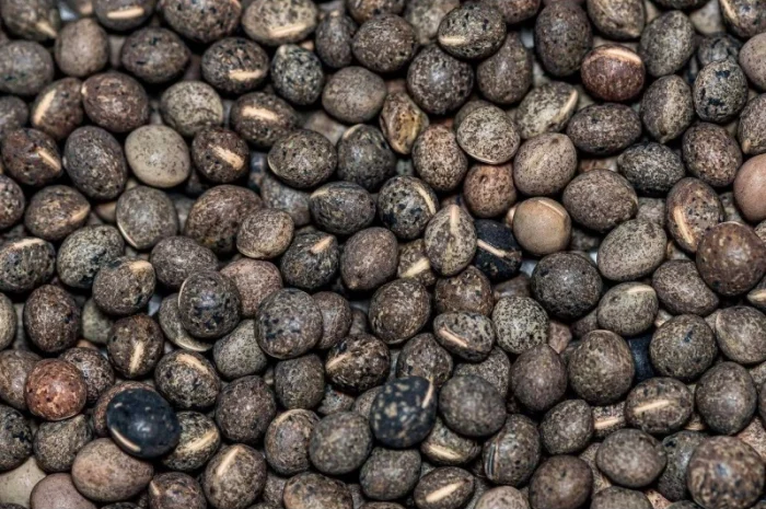 Насіння ярої віки семена вики- фото № 1