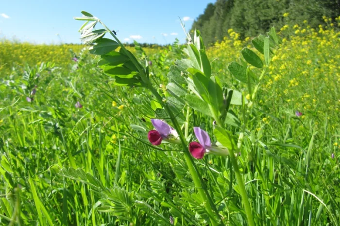 Вика ярова- фото № 1