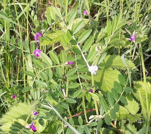 Вика ярова- фото № 2