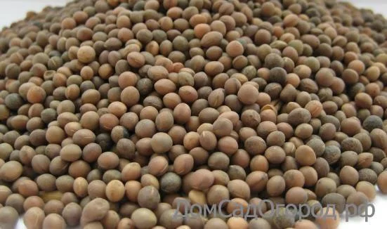 Куплю вику- фото № 1