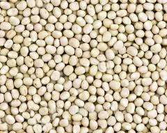 Семена люпина узколистного Локомотив, элита, 1 репрод- фото № 1