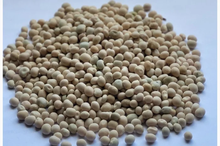 Люпин білий, сорт "Локомотив", Козелець, Чернигов, Остер, Бровари, Ніжин, Прилуки- фото № 1