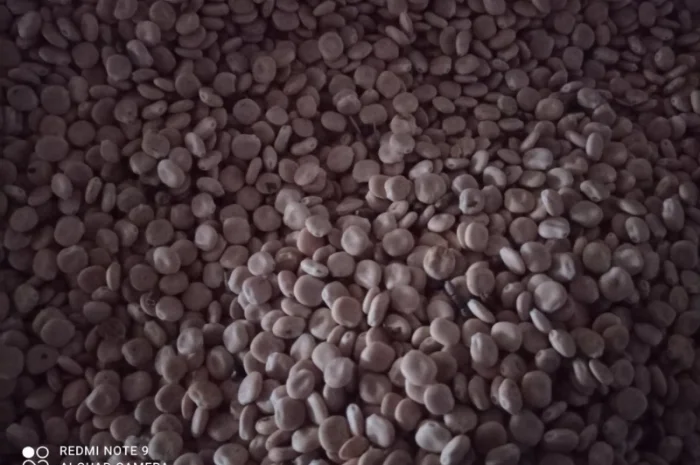 Продам люпин сорт Дега- фото № 1