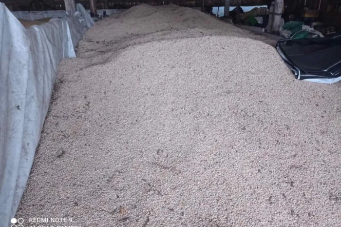 Продам люпин сорт Дега- фото № 2