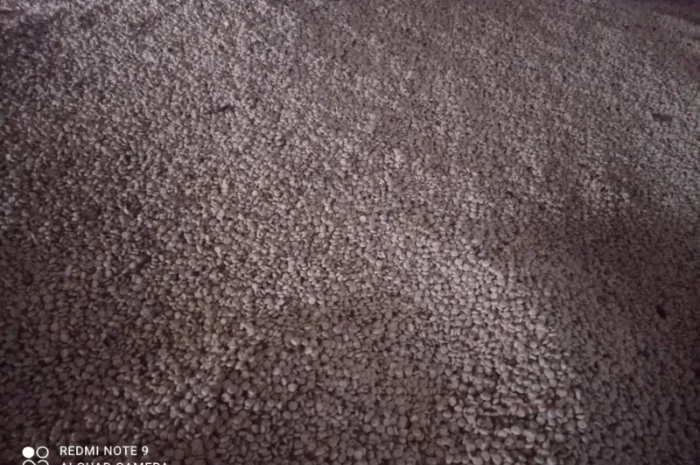 Продам люпин сорт Дега- фото № 3