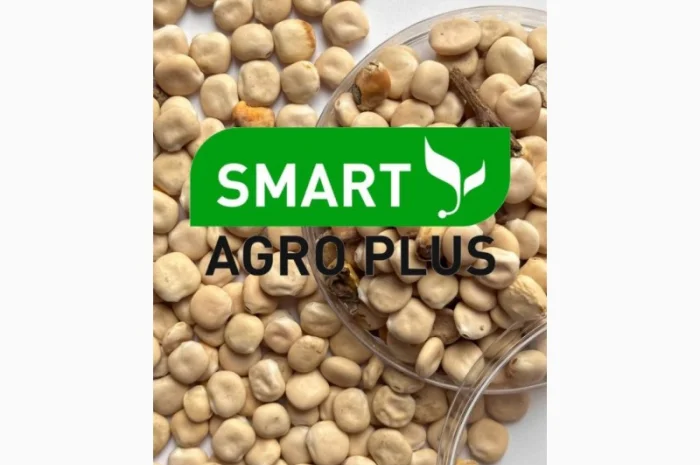 Haciння Люпина вузьколистого- фото № 2