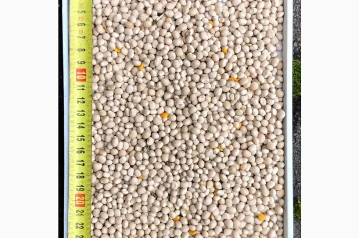 Купуємо дорого люпин круглий і плоский- фото № 1