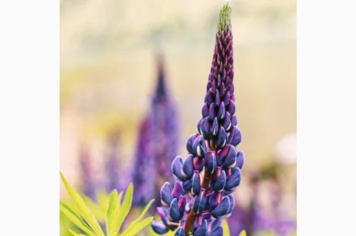 Люпин вузьколистий однорічний продам за упаковку від 1 кг- фото № 1