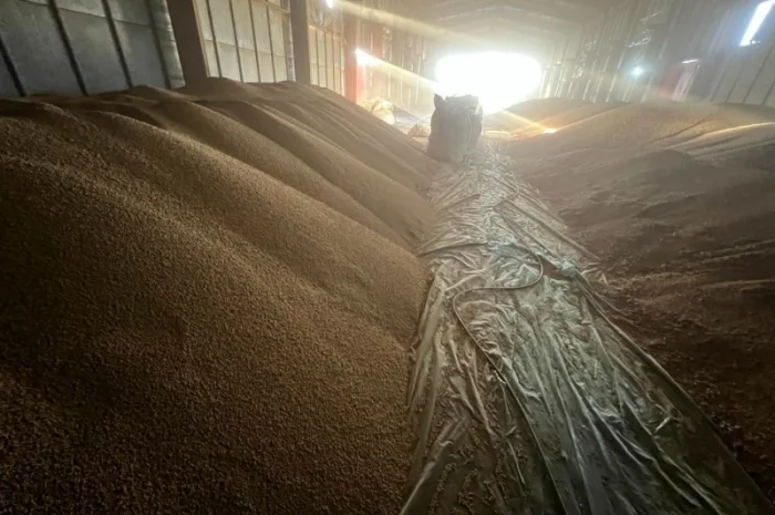 Продажа сои не ГМО урожая 2024 года- фото № 4