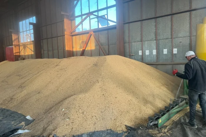 Продажа сои не ГМО урожая 2024 года- фото № 1