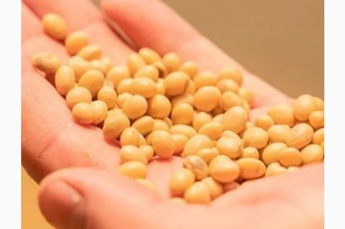 Продам Сою без ГМО 330$ за тонну 900 тонн- фото № 1